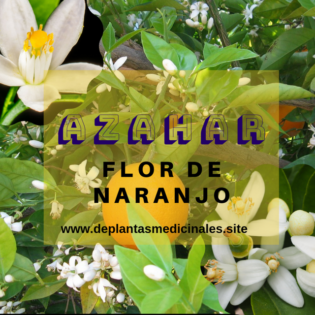 Azahar o flor de naranjo