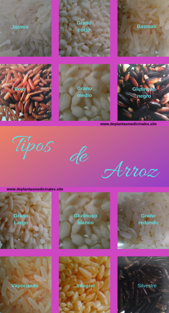 tipos de arroz