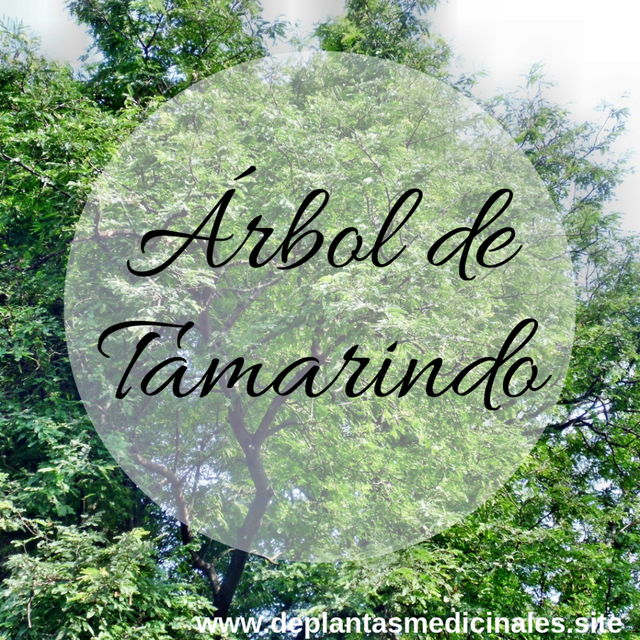 Ärbol de tamarindo