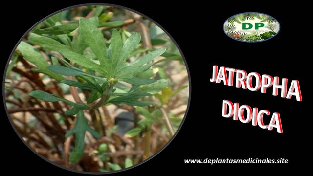 Drago Jatropha Dioica