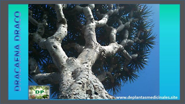 Drago de Canarias Dracaena Draco