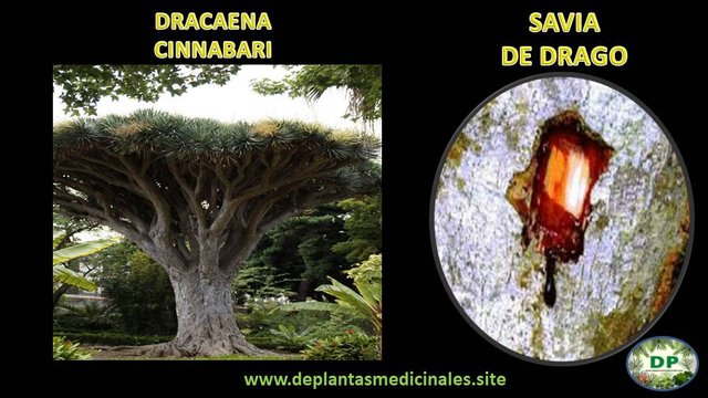 Sangre de grado Dracaena Cinnabari