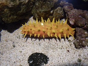 Sea Cucumbers