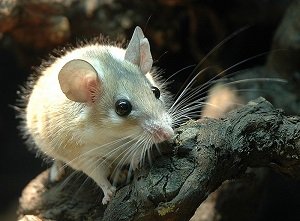 Spiny Mouse