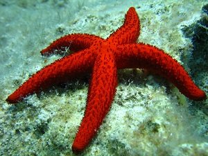 Starfish