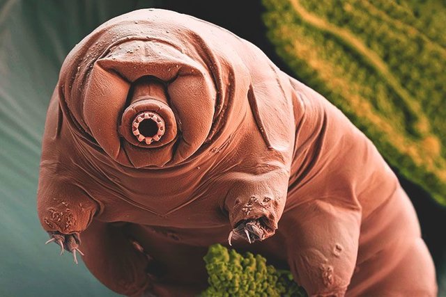 Amazing nature #80 - Lovely Water Bears, the salvation of the planet —  Steemit