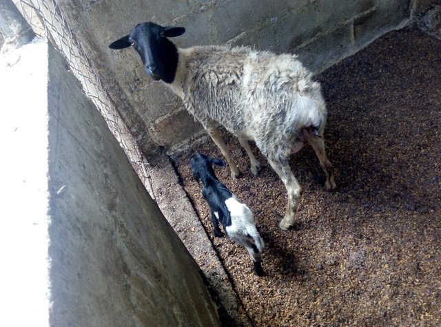 El cordero no se aparta de la oveja madre