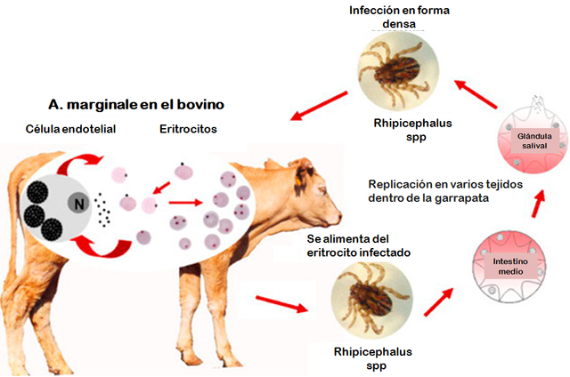 TRATAMIENTO PARA ANAPLASMOSIS EN ANIMALES