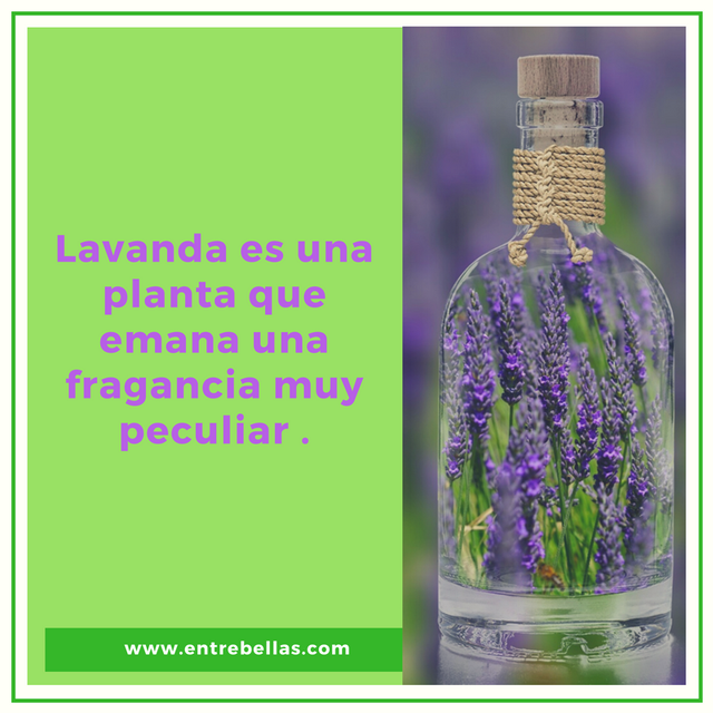 Aceite Esencial de Lavanda