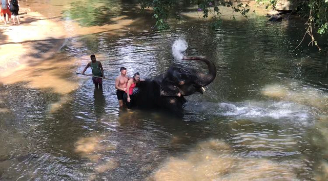 elephant-orphanage