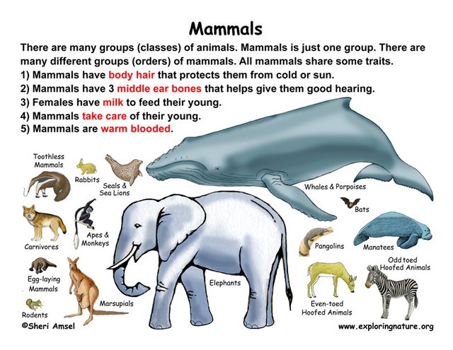 Mammals for dummies — Steemit