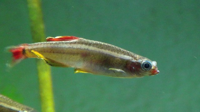 minnow fish