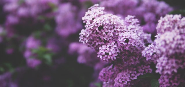 Lilacs