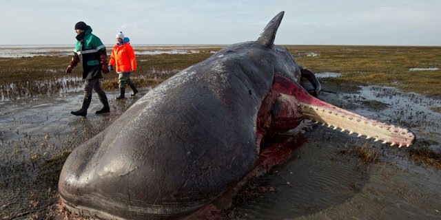 WHALE