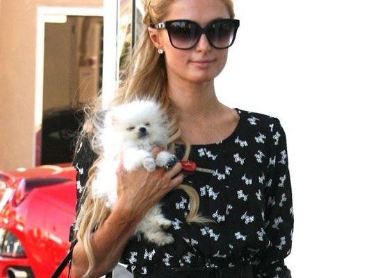 Image result for paris hilton pets