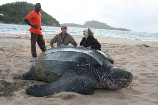 giant leatherback turtle mouth