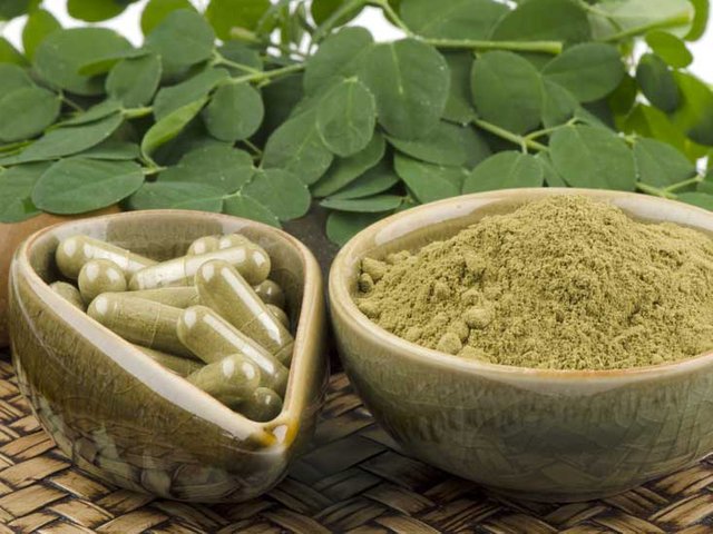 Moringa miracle plant !! — Steemit