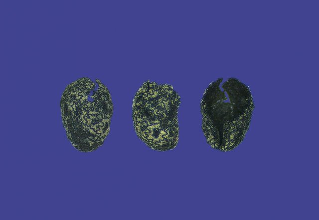 Image from https://www.heritagedaily.com/wp-content/uploads/2021/10/seeds1-scaled.jpg