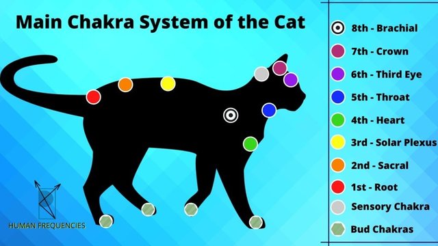 Chakras del Gato. Sistema energetico del gato