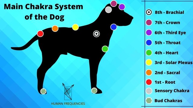 Chakras del perro. Sistema energetico del perro