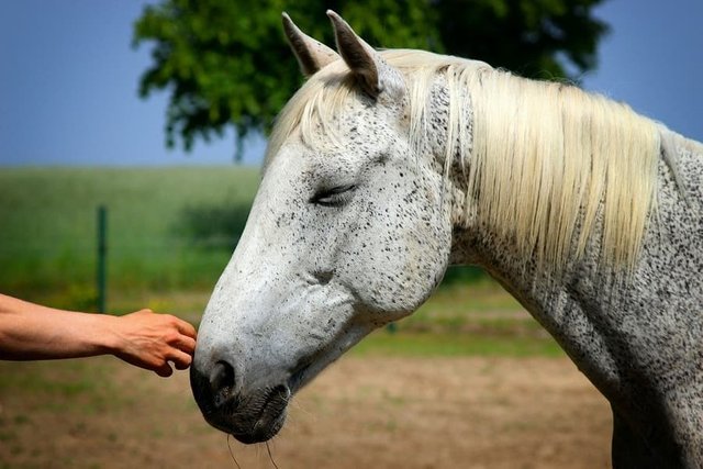 Reiki for Animals Horse