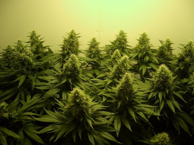 Image of Earthjuice Grow Room