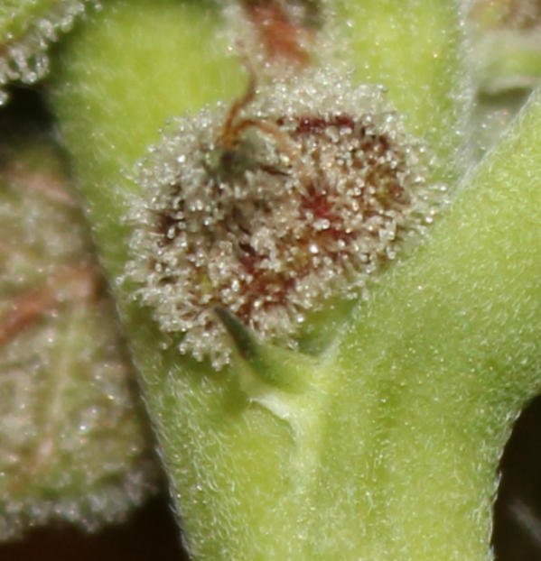 Image of Organic Close Up Cannabis