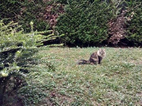 C'est la Mère Isa qui a perdu son chat - Crédit photo izart.fr