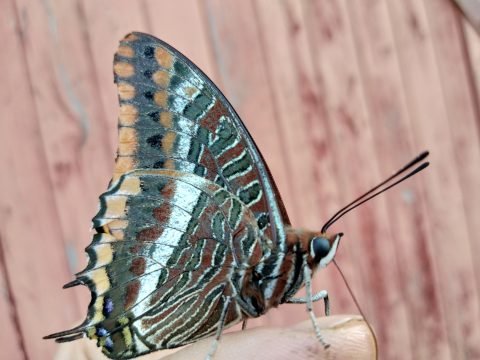 Comme tu brillais fort dans le ciel - Crédit photo izart.fr