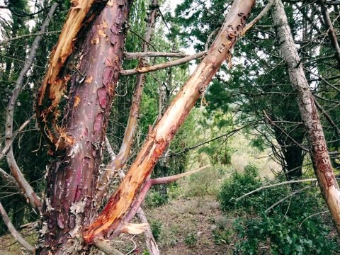 Cherche partenaire à grands bois et voix grave - Crédit photo izart.fr