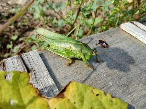 Sinon le dérèglement climatique ça vous parle ? - Crédit photo izart.fr