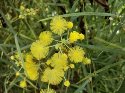 Quand yoga rime avec mimosa - Crédit photo izart.fr