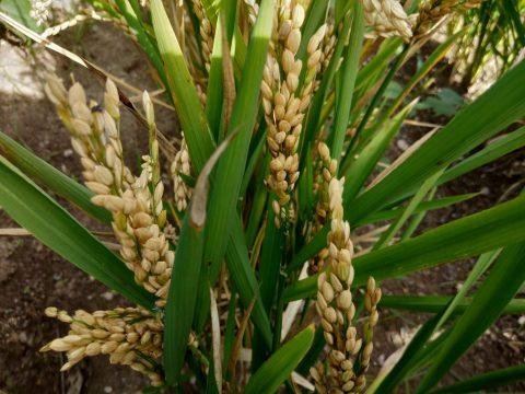 La faim au ventre vs le gaspillage alimentaire - Crédit photo izart.fr