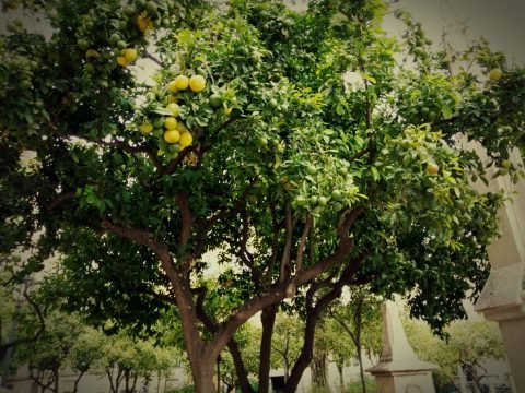 La palme au balcon et des orangers plein les rues - Crédit photo izart.fr