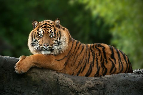 The Sumatran Tiger - Panthera tigris sumatrae Not a real wild-life shot, but for me my best zoo shot ever. Hope you like it too :)