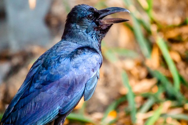 Large Blue Crow-like Bird