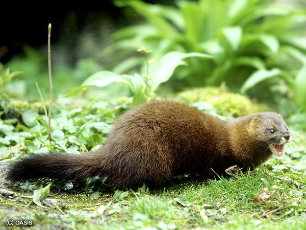 European mink