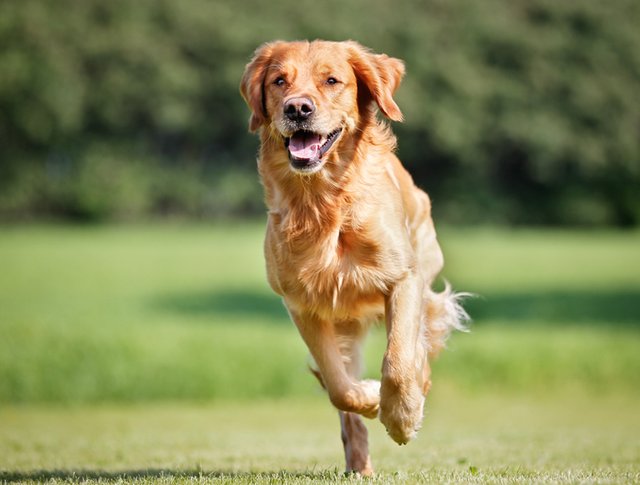 National Dog Day is August 26 | Pima County Public Library