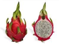 Dragon Fruit (แก้วมังกร - Gael Mangon) Hylocereus undatus