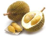 Durian (ทุเรียน - Thurian) Durio zibethinus