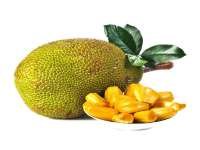 Jackfruit (ขนุน - Khanon) Artocarpus heterophyllus