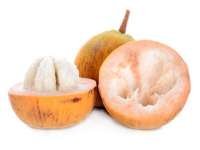 Santol (กระท้อน - Kratoan) Sandoricum koetjape