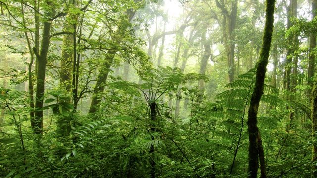 El Triunfo Biosphere Reserve in the Sierra Madre de Chiapas mountains