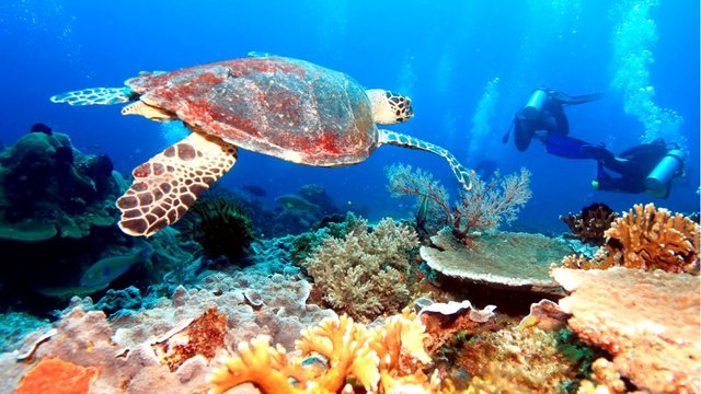 Coral Reefs Cozumel