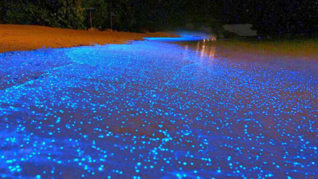 bioluminescent plankton in Holbox Island