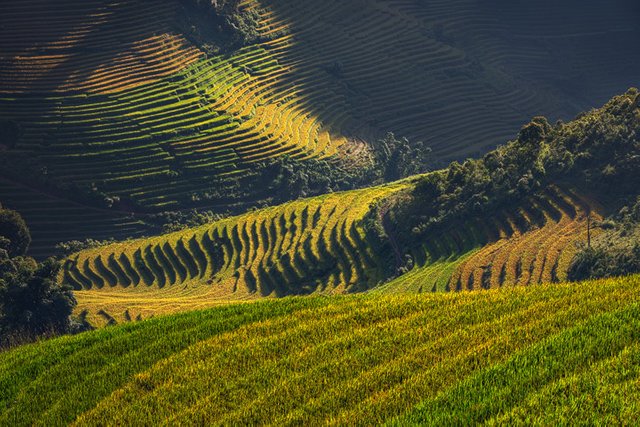 Close up view of the rice fields in northern Vietnam