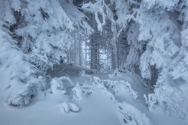 Iced trees on top of the Große Arber