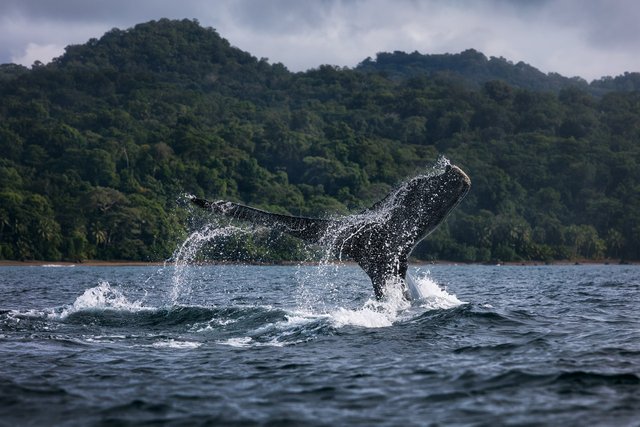 The fin of a humpback whale above the water