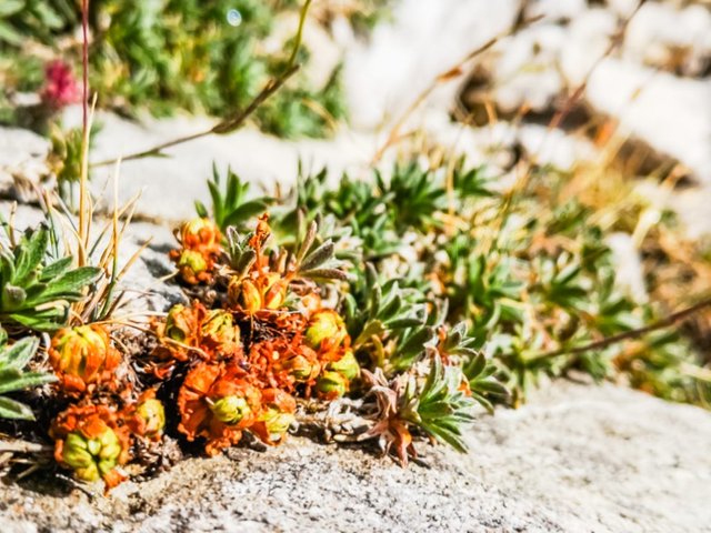 Mosses and lichens in Koncheto Pirin