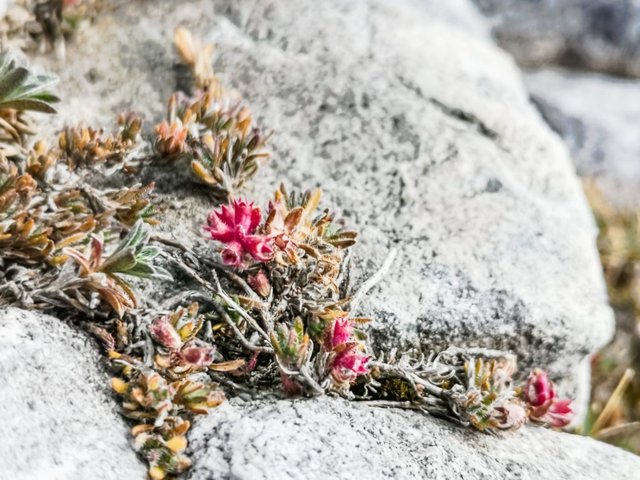 Mosses and lichens in Koncheto Pirin